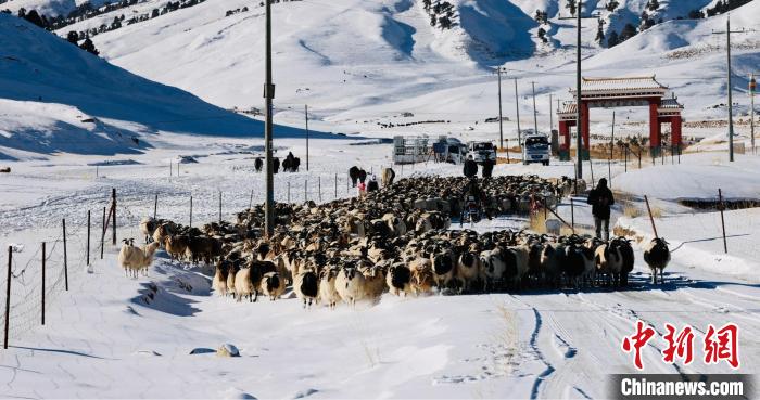 圖為村民在雪地上放牧?！《继m縣融媒體中心供圖