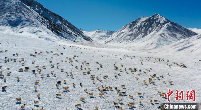圖為羊群在雪地里覓食?！《继m縣融媒體中心供圖