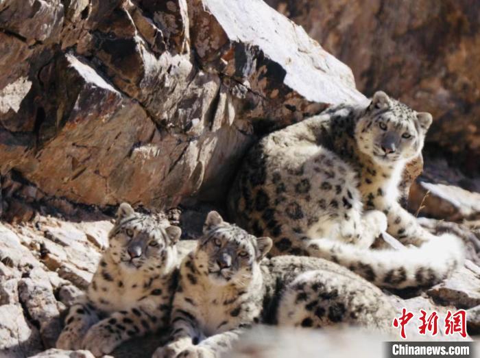青海都蘭：雪豹、兔猻等多種珍稀野生動(dòng)物亮相