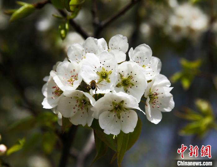 圖為盛開的梨花?！∑钤鲚?攝
