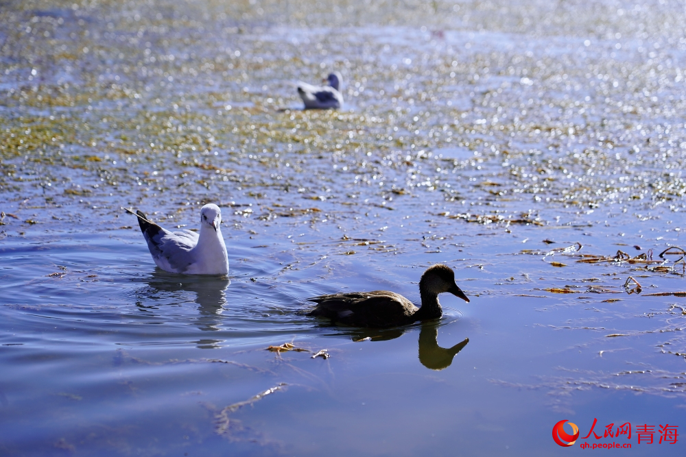 可魯克湖的水鳥(niǎo)。人民網(wǎng) 陳明菊攝