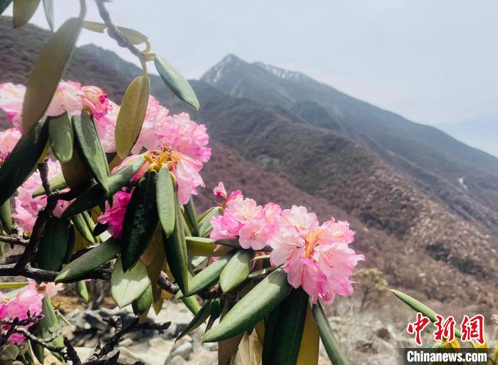 近日，西藏自治區(qū)山南市加查縣索囊溝的杜鵑花競相綻放?！∪轿木?攝