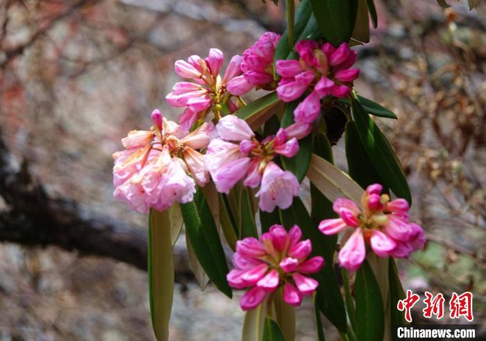 近日，西藏自治區(qū)山南市加查縣索囊溝的杜鵑花競相綻放。　冉文娟 攝
