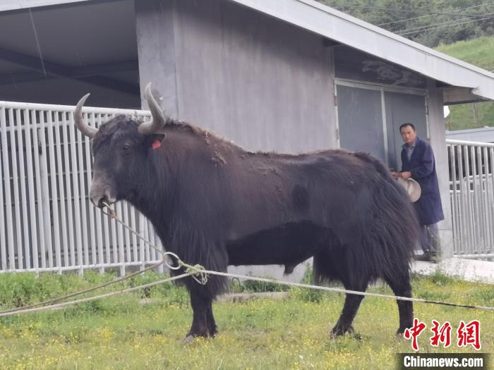 探訪全國最大牦牛產(chǎn)學(xué)研基地：“大通牦?！备牧己笠峒s180萬頭