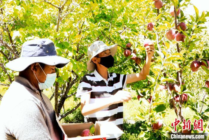 圖為西藏阿里札達(dá)縣底雅鄉(xiāng)村民在自家果園采摘果實(shí)?！“⑼?攝