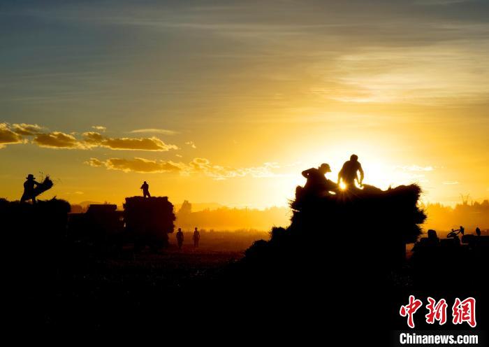 圖為夕陽(yáng)下農(nóng)民正在收割青稞?！∪湛t文聯(lián)供圖
