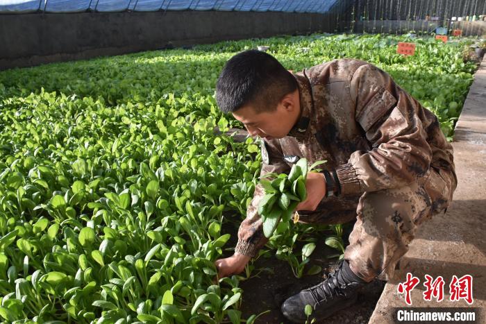 圖為阿里軍分區(qū)某邊防團(tuán)官兵在溫室摘菜。　陳嘯岳 攝
