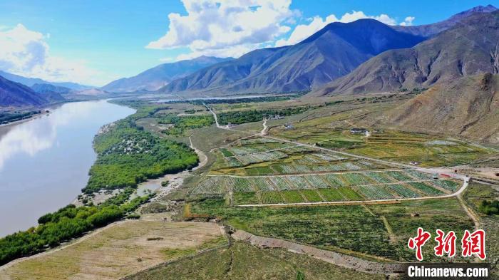 圖為桑日縣葡萄種植基地?！∩侥仙Ｈ湛h委宣傳部提供