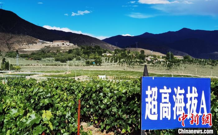 圖為桑日縣種植的葡萄?！∩侥仙Ｈ湛h委宣傳部提供
