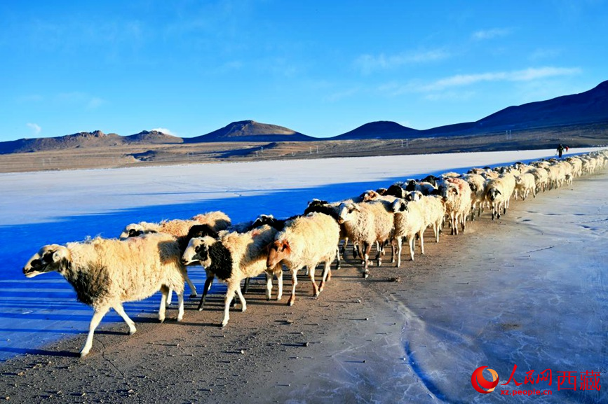 羊群排著隊穿過普莫雍錯。 人民網(wǎng) 李海霞攝