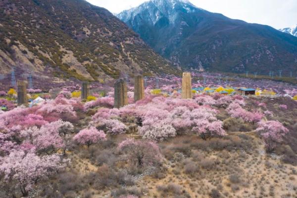人間桃花源！林芝桃花有多絕？