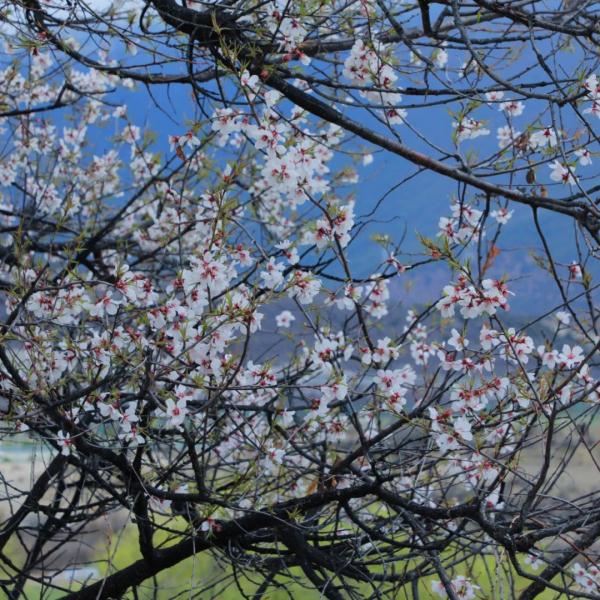 人間桃花源！林芝桃花有多絕？