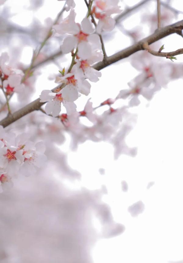 人間桃花源！林芝桃花有多絕？