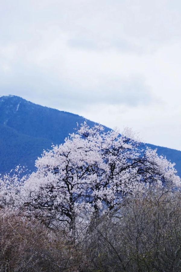 人間桃花源！林芝桃花有多絕？