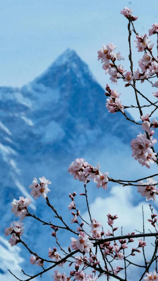 人間桃花源！林芝桃花有多絕？