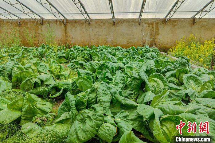 公珠湖執(zhí)勤點的大棚蔬菜，種菜是該執(zhí)勤點輪換民警們的日常?！↓埿▲P 攝