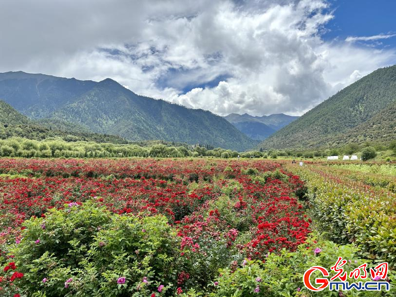 我們的家園丨工布花谷：高原花開香飄全國(guó)，產(chǎn)業(yè)經(jīng)濟(jì)增收致富