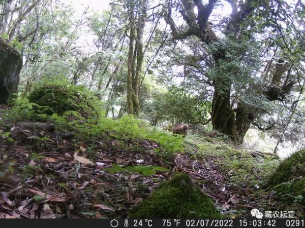 西藏色季拉山發(fā)現(xiàn)雪豹、白頰獼猴等多種珍稀野生動物
