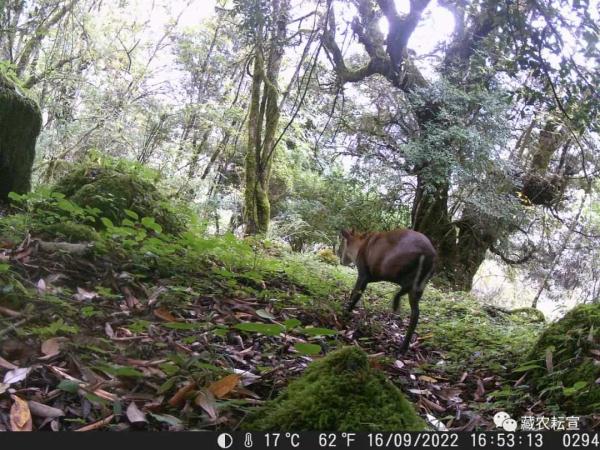 西藏色季拉山發(fā)現(xiàn)雪豹、白頰獼猴等多種珍稀野生動物