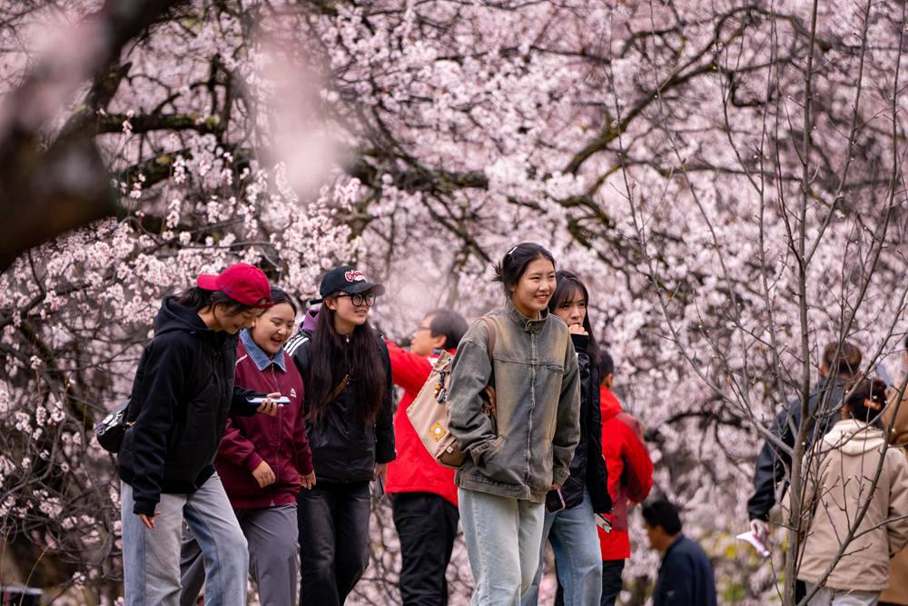 桃花盛開惹人醉，八方游客賞花來。徐馭堯攝