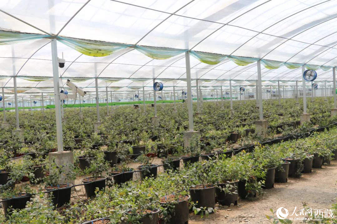 戈壁田園藍(lán)莓工業(yè)化種植基地。次仁龍布攝