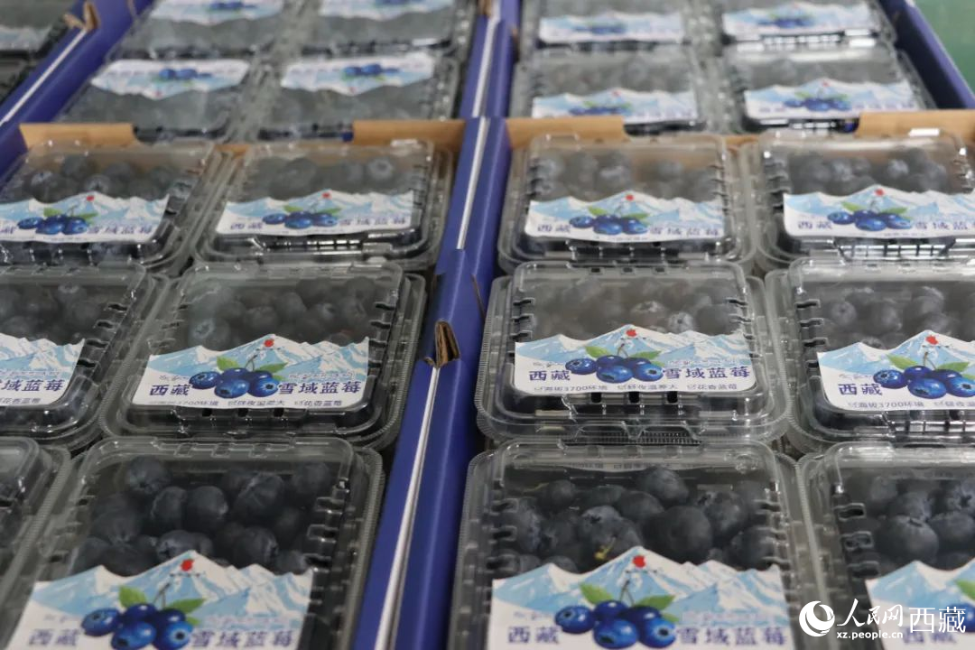 包裝好的藍(lán)莓。次仁龍布攝