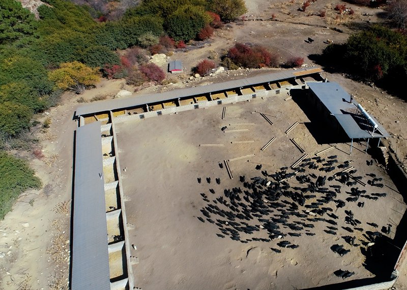 麥村藏香豬養(yǎng)殖基地。