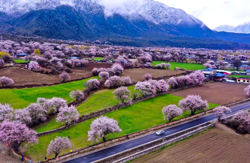 波密縣傾多鎮(zhèn)如納村盛開的桃花。徐馭堯攝