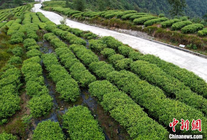 圖為西藏林芝市墨脫縣背崩鄉(xiāng)格林村山頂?shù)木坝^茶園。(無人機(jī)照片) 李林 攝