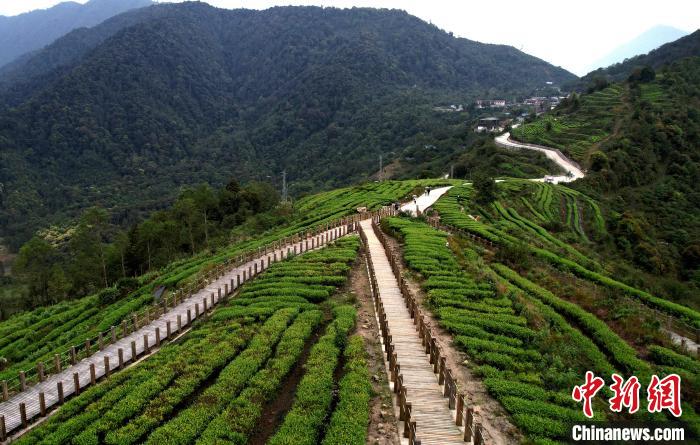 圖為西藏林芝市墨脫縣背崩鄉(xiāng)格林村山頂?shù)木坝^茶園。(無人機(jī)照片) 李林 攝